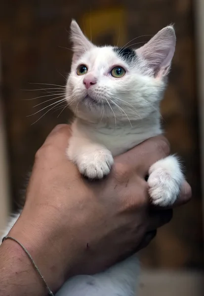 Gatito blanco y negro en los brazos de un voluntario — Foto de Stock