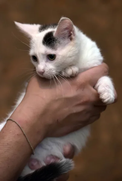 Bir gönüllü nün kollarında beyaz ve siyah kedi yavrusu — Stok fotoğraf