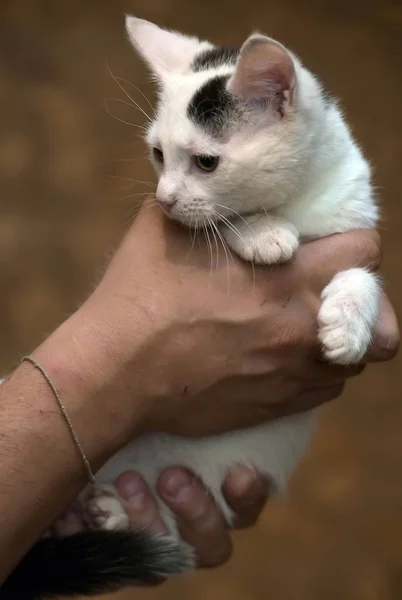 Белый и черный котенок на руках у добровольца — стоковое фото