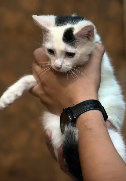 Gatinho branco e preto nos braços de um voluntário — Fotografia de Stock