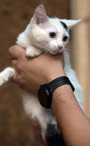 Bir gönüllü nün kollarında beyaz ve siyah kedi yavrusu — Stok fotoğraf