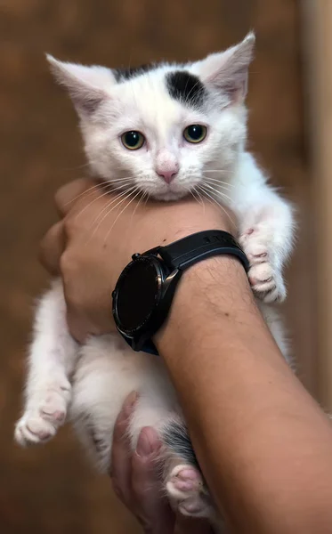 Gatito blanco y negro en los brazos de un voluntario — Foto de Stock