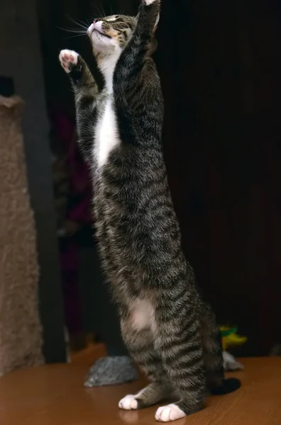 Gato en las patas traseras capturas — Foto de Stock