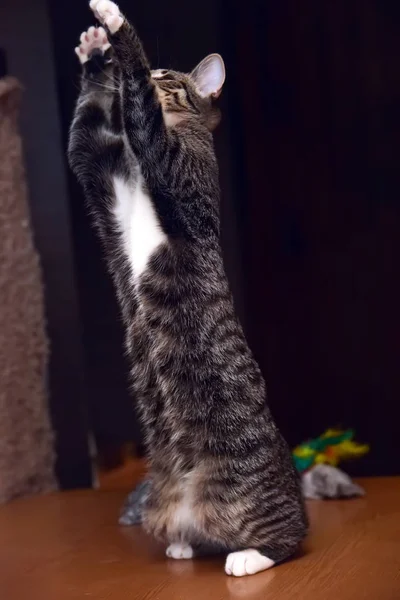 Кошка на задних ногах ловит — стоковое фото