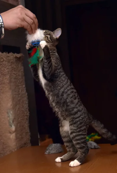 Gato em patas traseiras capturas — Fotografia de Stock