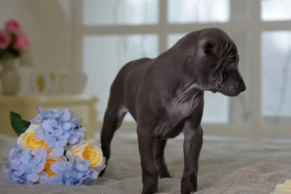 Söt grå thailändsk Ridgeback valp och en bukett blommor — Stockfoto