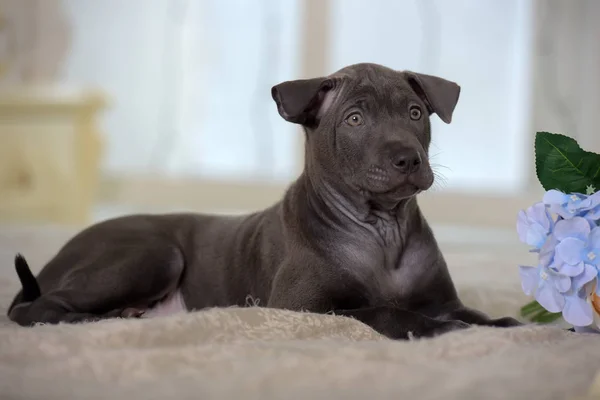 Carino grigio cagnolino ridgeback tailandese e un mazzo di fiori — Foto Stock