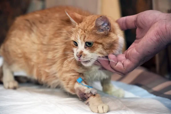 Sick  cat with a catheter in his paw — Stock Photo, Image