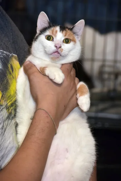 팔에 아름다운 여성 고양이 — 스톡 사진