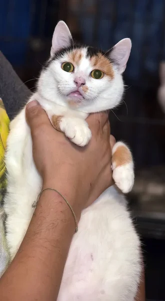 Piękna kobieta kot w ramionach — Zdjęcie stockowe