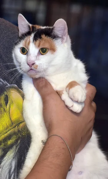 腕の中の美しい女性の猫 — ストック写真