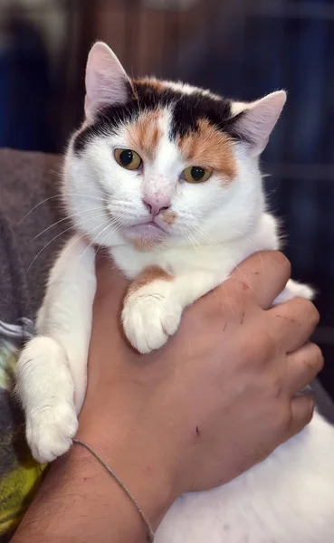 Vacker kvinnlig katt i armar — Stockfoto