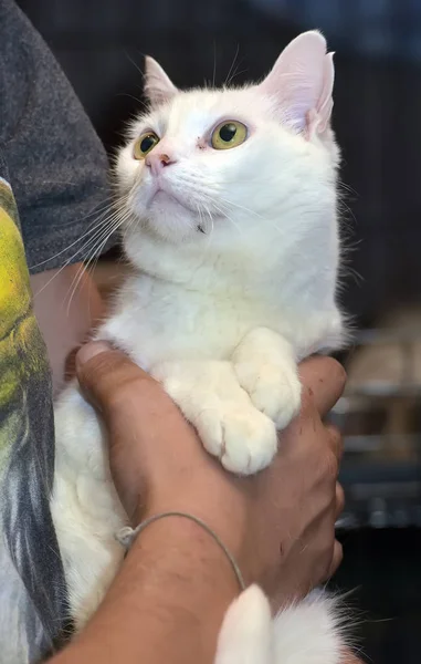 손에 흰색 고양이 — 스톡 사진