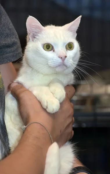 Gato blanco en las manos — Foto de Stock