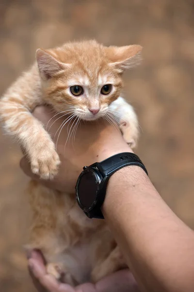 Triste chaton roux dans les mains de l'abri — Photo