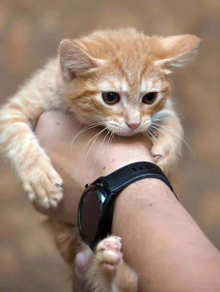 Smutné zázvorové kotě v rukách krytu — Stock fotografie