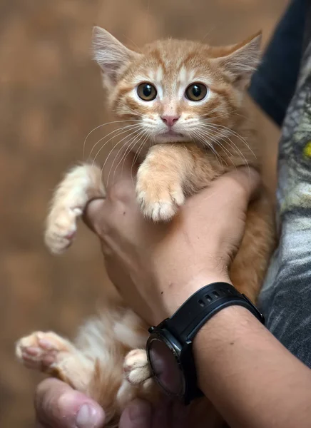 Gatito jengibre triste en las manos del refugio —  Fotos de Stock