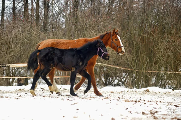Коричневая лошадь с жеребцом зимой — стоковое фото