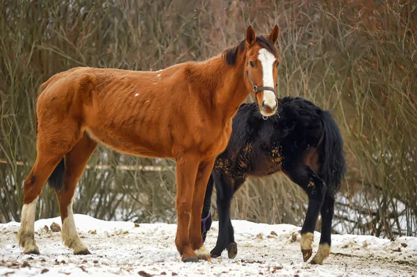 Braunes Pferd mit Fohlen im Winter — Stockfoto
