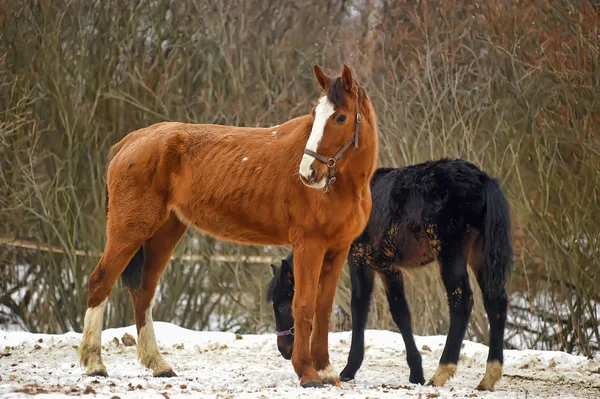 Barna ló csikó télen — Stock Fotó