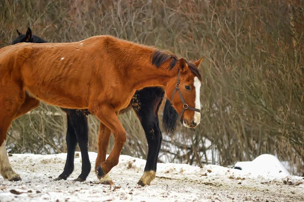 Brown horse with foal in winter — Stock Photo, Image