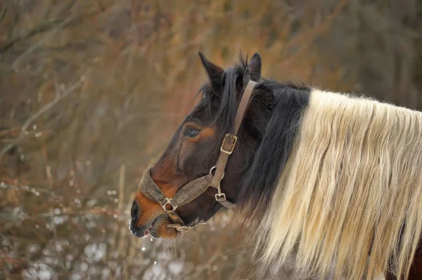 Коричневый конь с белой гривой — стоковое фото