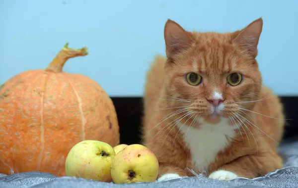 Halloween czerwony kot z dyni i jabłek, — Zdjęcie stockowe