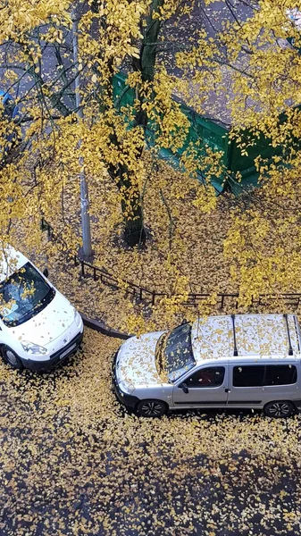 Carros estacionados no pátio de um prédio de apartamentos em folha fa — Fotografia de Stock