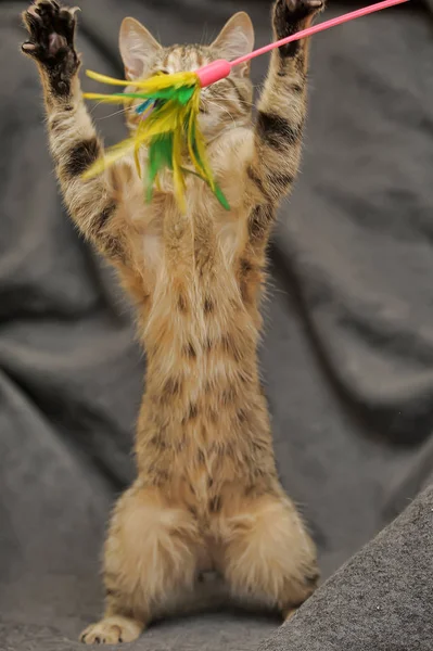 Gato juega, atrapa un juguete levantando sus patas delanteras —  Fotos de Stock