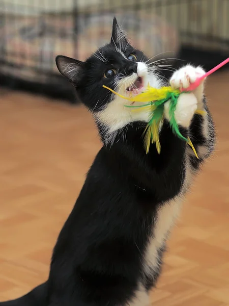 Gato joga, pega um brinquedo, levantando suas patas dianteiras — Fotografia de Stock