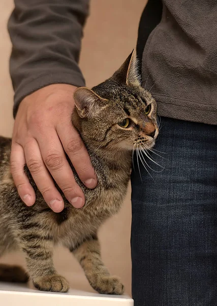 Tabby cat, ruční hlazení — Stock fotografie