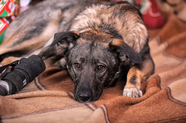 Dog mongrel with a prosthesis on the paw, disabled person, dog i — Stock Photo, Image