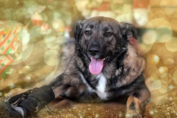 Pençesinde protezi olan köpek kırması, engelli insan, köpek I — Stok fotoğraf