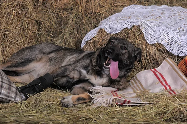 Собака дворняжка с протезом на лапе, инвалид, собака i — стоковое фото