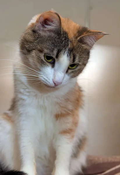 Gato fêmea, com três cores . — Fotografia de Stock