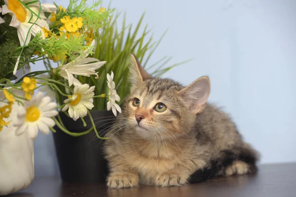 Petit chaton rayé et fleurs dans un pot — Photo