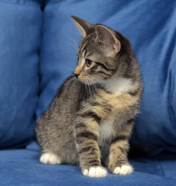 Słodkie mało paski kotek — Zdjęcie stockowe