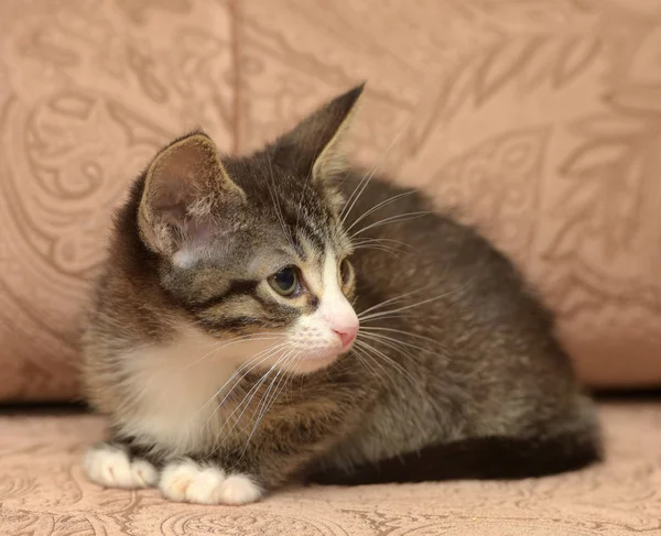 Liten randig kattunge med stora öron på en brun bakgrund — Stockfoto