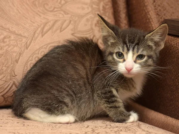 茶色の背景に大きな耳を持つ小さな縞模様の子猫 — ストック写真