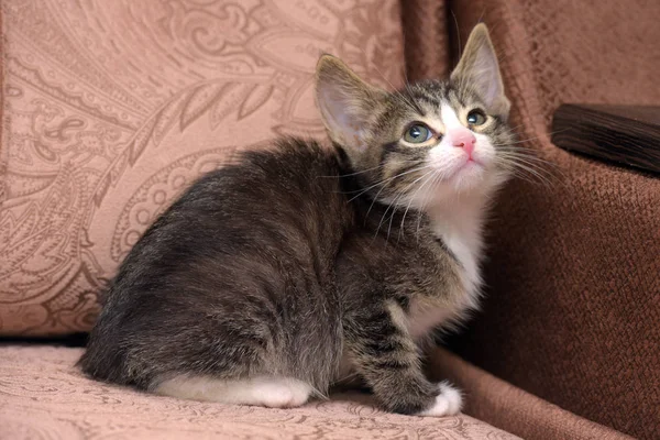 Little striped kitten with big ears on a brown background — Stock Photo, Image