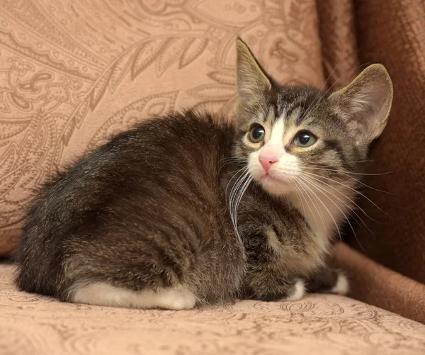 茶色の背景に大きな耳を持つ小さな縞模様の子猫 — ストック写真
