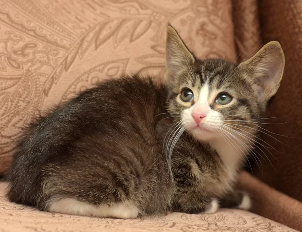 Kis csíkos cica nagy fülek egy barna háttér — Stock Fotó