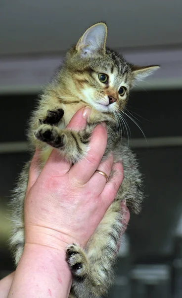 Anak kucing kecil bergaris di tangan — Stok Foto