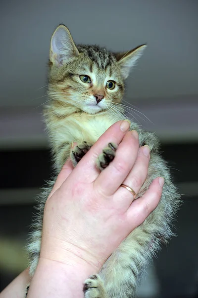 Маленький смугастий кошеня в руках — стокове фото
