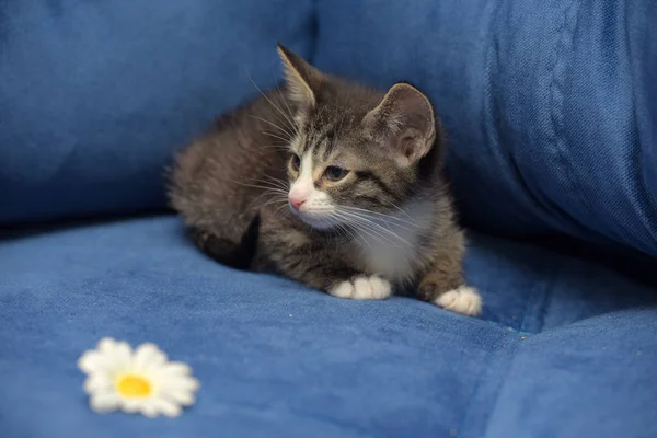 Pequeño marrón con gatito blanco sobre un fondo azul con camomil — Foto de Stock