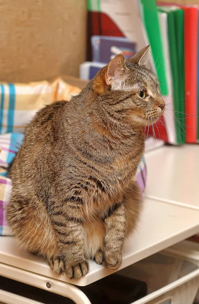 Beautiful brown tabby cat — Stock Photo, Image