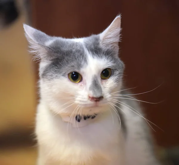 Weiß mit grauen Flecken kurzhaarige Katze — Stockfoto