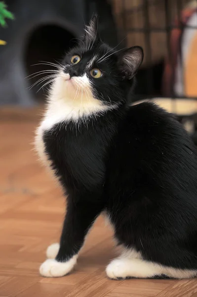 Молодий чорно-білий кіт сидить — стокове фото