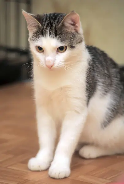 Branco e cinza jovem gato — Fotografia de Stock