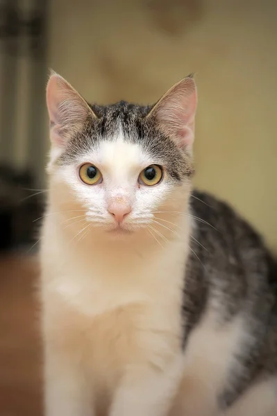 Weiße und graue junge Katze — Stockfoto